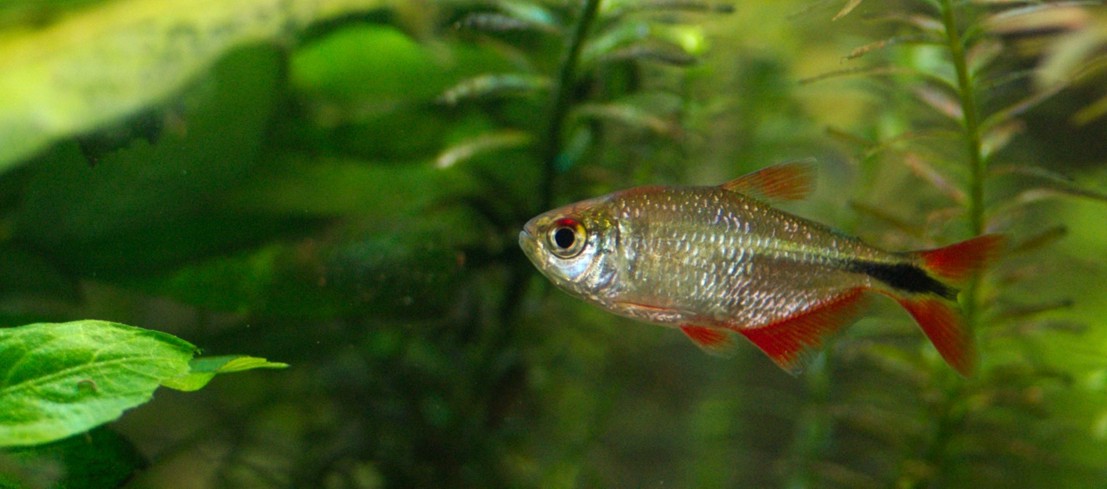 Buenos Aires Tetra - The Planted Tank Forum